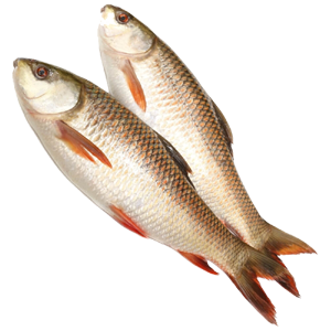 Rohu (1KG)